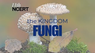 Part1 The Kingdom Fungi Characteristics Classification and Structure 11th NCERT Biology fungi [upl. by Eimrots]