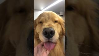 Mwaaah 😘 goomer grooming petfriendlydubai dubaidoglovers dxb goldenretriever [upl. by Marcile]