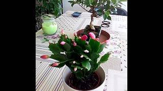 Cactus de navidad Zygocactus truncatus  SChlumbergera truncatus Cuidados [upl. by Aihceyt104]