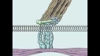 Focal Adhesion [upl. by Doi]