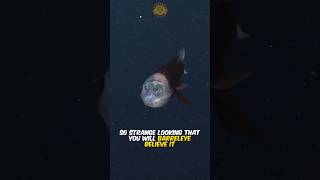 Barreleye Fish is Clearly OpenMinded [upl. by Tod988]