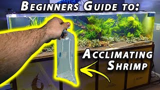 How to Acclimate Freshwater Shrimp Beginner Shrimp Keeping [upl. by Venetis]