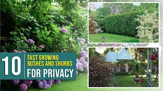 10 Fast Growing Bushes and shurbs for Personal Privacy in Your Backyard [upl. by Aneras741]