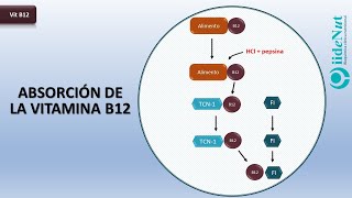 Mecanismo de absorción de la vitamina B12 b12deficiency vegano [upl. by Eneliak323]