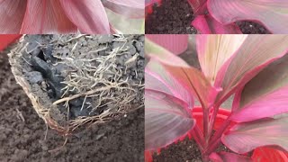 Dracaena plant ko report kb or kasy kry best soil for dracaena plant beautiful and colourful plant [upl. by Coheman]