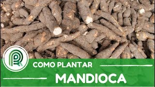 Tudo o que você precisa saber para plantar e faturar com a mandioca [upl. by Larianna127]