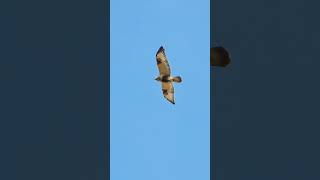 Roughlegged Buzzard  Hawk Buteo lagopus  Bird watching Samsung Galaxy S23 Ultra 4k 60fps [upl. by Erelia]