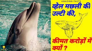 व्हेल मछली की उल्टी की कीमत करोड़ों में क्यों  Why Whale 🐋 Vomiting Is So Expensive  Amazing Facts [upl. by Enelhtak106]