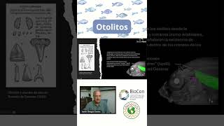 ¿Qué son los otolitos shorts cambioclimático peces cambioclimático morfología [upl. by Gnilyarg]