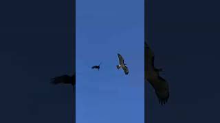 Creature Moment  Cawing Crows Pester and Chase a Hawk Away From Their Tree [upl. by Aken]