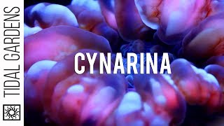 Cynarina  A spectacular yet under appreciated translucent coral [upl. by Montgomery]