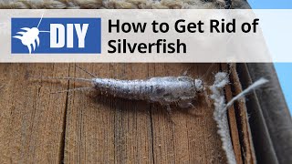 How to Get Rid of Silverfish  DoMyOwncom [upl. by Shelbi276]