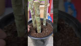 HOW TO PROPAGATE DRACAENA PLANTIN WATER AND SOIL DRACAENA RED RUBY PLANTshorts petsandplantskd [upl. by Ogden641]