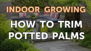 How to Trim Potted Palms [upl. by Atterrol173]