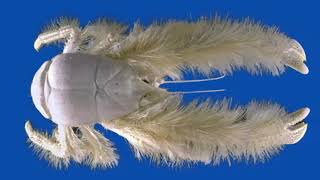 Discovering the Enigmatic Yeti Crab Secrets of the Deep [upl. by Oreste]