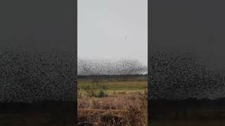 A flock of birds over a field [upl. by Weisburgh]