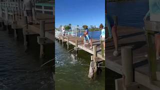 41” Snook PB at Bokeelia Florida fishing gulfofmexico florida snookfishing shorts short [upl. by Gipson]