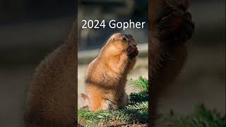 2024 gopher and 5000bce gopher animals gopher trending [upl. by Yemane520]