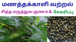 மணத்தக்காளி வத்தல் சித்த மருத்துவ குணம்  manathakkali vathal Solanum nigrum [upl. by Viradis]