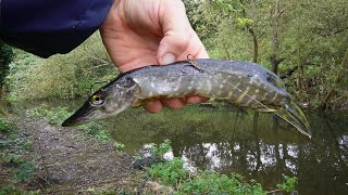 I Used a REAL PIKE as BAIT and Something Amazing Happened BIG FISH [upl. by Lachlan940]