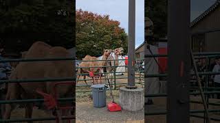 Puyallup Washingto State Fair in Puyallup WA State USA 🇺🇸 [upl. by Nickolai684]