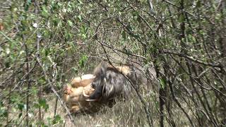 Lioness vs a big warthog trying to stab her [upl. by Aihsetan]