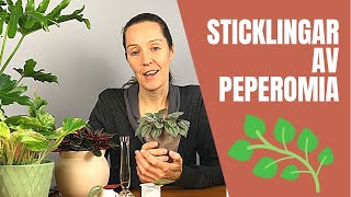 Sticklingar av Peperomia [upl. by Sidman]