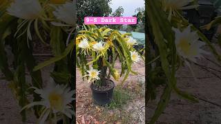 Dark Star Super Bloom 🖤⭐️ pitahaya dragonfruit darkstar dragonfruitflower dragonfruitflowering [upl. by Yrtnej705]