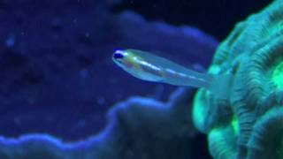 Masked Goby Coryphopterus personatus MTS [upl. by Renba]