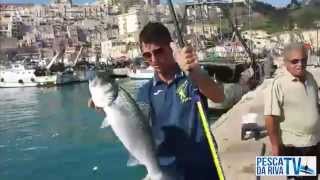 PESCA SPIGOLA BIG a FONDO al PORTO CON MIGLIORE CANNA TELESCOPICA IN CARBONIO  PESCA DA RIVA TV [upl. by O'Doneven]