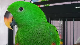 Perroquet eclectus comment bien choisir la cage de votre perroquet [upl. by Drhcir]