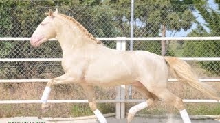 EMBRUJO  CABALLO LUSITANO  Golden Horse  Caballo Dorado [upl. by Weinstock]