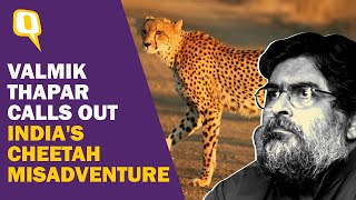 African Cheetahs Wont Survive in India Valmik Thapar Calls Out Indias Cheetah Misadventure [upl. by Laroy]