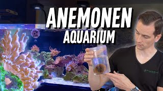 ANEMONENAQUARIUM einrichten  Meerwasseraquarium nur mit Anemonen Schaubecken [upl. by Imogene]