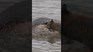 quotHyena Feasts on Floating Hippo in Swamp 🦛🦴 Wildlife Nature shortsquotanimal wildlife [upl. by Chuu560]