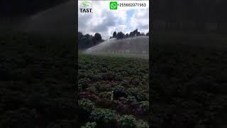 Jet 50 sprinkler irrigationpotatoes irrigation at Mbeya region welcome TAST MOROGORO 255752071963 [upl. by Nair759]