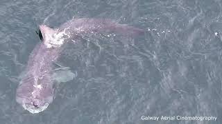 Basking Shark [upl. by Anehsak]