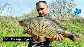 Říční lov kapru z jara LABE River capr fishing elbe 🐟🐟 [upl. by Georgetta]