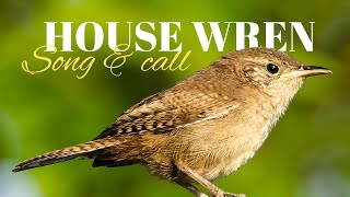 House Wren  Song amp Call [upl. by Gay]