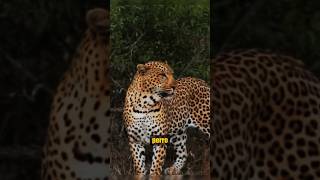 ¡Perro se Enfrenta a Leopardo perro vs leopardo animalessalvajes [upl. by Mahalia63]