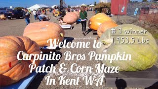 🇺🇸 Giant Pumpkin 1st Place  19535 Lbs at Carpinito Bros Pumpkin Patch amp Corn Maze in Kent WA USA [upl. by Suivatal]