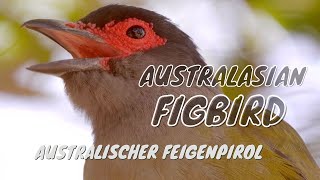 Australasian Figbird Call birds birdsounds [upl. by Ettennej]