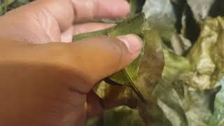 Air dried guyabano leaves for your guyabano teaHomemade detox [upl. by Jessa246]