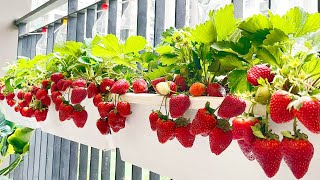 Growing Strawberries at home is easy big and sweet if you know this method [upl. by Yud]