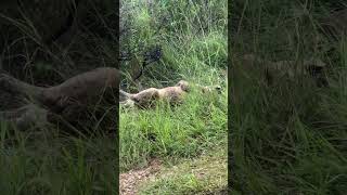 Beautiful Tanzania Mikumi National Park animals wildlife lion [upl. by Alaham]