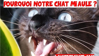 Pourquoi un chat 🐱 miaule [upl. by Toby]