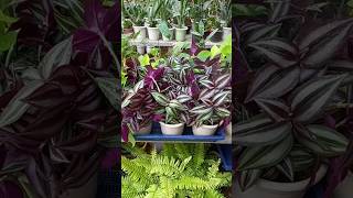 Zero cost plants propagation 🤑gardenplants trending garden shorts plantpropagation [upl. by Enavi]