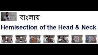 Hemisectionর ফেরিওয়ালা I OralNasal Cranial cavity আর Pharynxর কথা বলা I Waldeyers Ring ও হল বলা [upl. by Carmen]