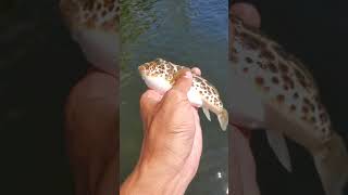 Puffers Caught using Crappie Jig with Shrimp [upl. by Sperry]