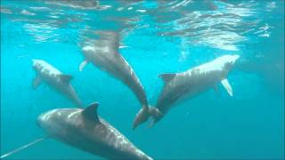 dauphins à deshaies guadeloupe [upl. by Akiehsal771]